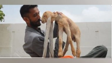 World News | Video of Pakistani Goat with Unusually Long Ears Creates Buzz over Social Media, Netizens Call It 'Rapunzel Goat'
