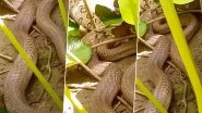 Indian Cobra Swallows Russell&rsquo;s Viper Snake in Gujarat! Video of the Giant Reptile Taking Over Its Prey Goes Viral! (Watch Now!)