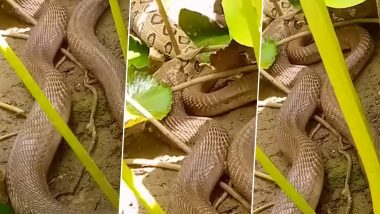 Indian Cobra Swallows Russell’s Viper Snake in Gujarat! Video of the Giant Reptile Taking Over Its Prey Goes Viral! (Watch Now!)