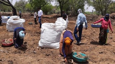 Cow Dung of 192 Metric Tonnes To Be Exported to Kuwait From Jaipur, For the First Time in History