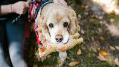 Science News | Do You Know What Your Dogs Think of Toys? Scientists Are Here with the New Study