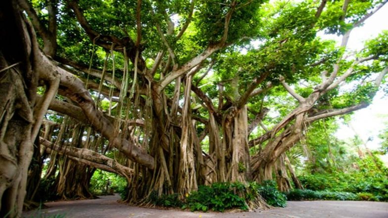 World Environment Day 2022: India’s Green Cover Spreads Across 81 Million Hectares, Carbon Footprints Also Increasing