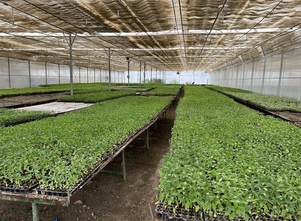 India News | Villagers in Assam's Golaghat District to Plant 1 Lakh Saplings on June 5