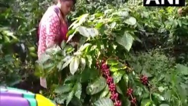 India News | Coffee Plantation Transforming Lives of Tribals in Odisha's Koraput District