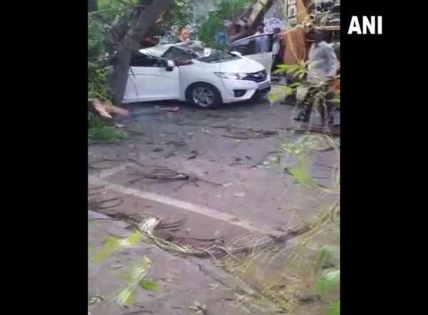 Chennai: 57-Year-Old Woman Killed, 2 Injured After Tree Falls on Moving Car in KK Nagar