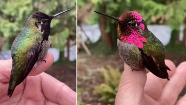 Hummingbird Reflects Different Colours! See How the Small Bird Goes Viral for Changing Her Feather Shades That Will Leave You Amazed! (Watch Video)