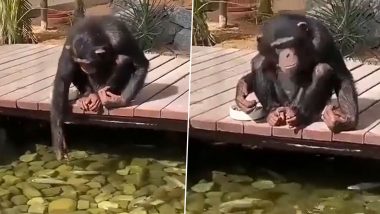 WATCH: Chimps Are Just Like Us! Viral Video Shows Chimpanzee Feeding Food to Fish At a Park; Internet is in Awe
