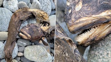 Scary Sea Creature With Needle-Like Teeth Washes Ashore Oregon Coast; Viral Photos of The Rotting Animal Will Give You Nightmares!