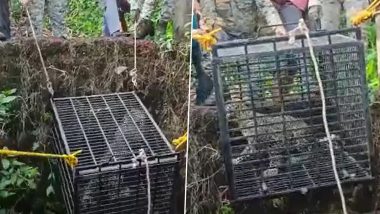 WATCH: Viral Video Shows Forest Officials Rescuing Male Leopard From Open Well in Maharashtra Using Cage