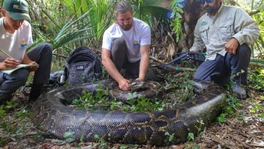 Giant Snake Caught! Largest Burmese Python Ever Captured After Wildlife Biologists Nab the 215 Pounds Wild Reptile in Florida; Watch Video & Photo