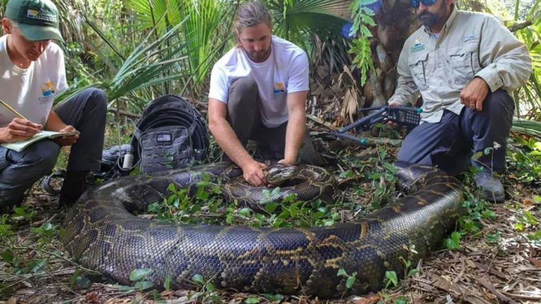 Giant Snake Caught! Largest Burmese Python Ever Captured After Wildlife Biologists Nab the 215 Pounds Wild Reptile in Florida; Watch Video & Photo