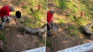 Man Uses Frying Pan to Ward Off Angry Crocodile At Northern Territory Pub in Australia; Watch Viral Video 