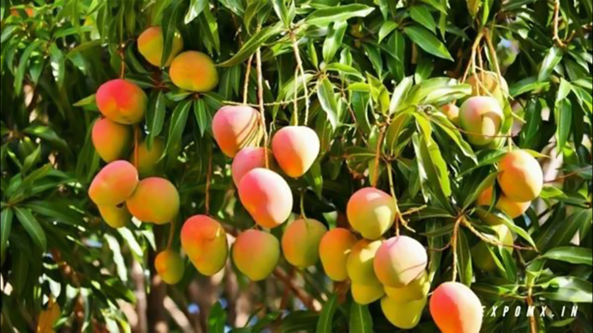 Mangoes and Their Names: This Mango Season in India, Here's a Selection ...