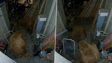 Two Grizzly Bears Get Into a Fierce Fight In a Garage In California; Terrifying Video Goes Viral 