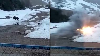 Russian Miners Blow Up Brown Bear After Luring Animal to Food Rigged With Explosives (Watch Video)