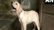 India News | Mangaluru Police Names Three-month-old Labrador Retriever 'Charlie' Inspired by Movie 'Charlie 777'