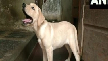 India News | Mangaluru Police Names Three-month-old Labrador Retriever 'Charlie' Inspired by Movie 'Charlie 777'