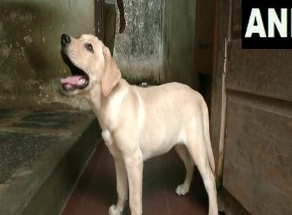 India News | Mangaluru Police Names Three-month-old Labrador Retriever 'Charlie' Inspired by Movie 'Charlie 777'