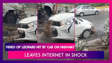 Video Of Leopard Hit By Car On Highway Leaves Internet In Shock