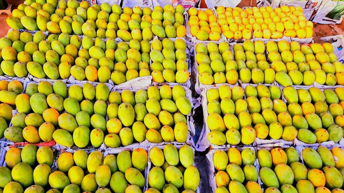 Mangoes And Their Names This Mango Season In India Here S A Selection Of Delightful Varieties