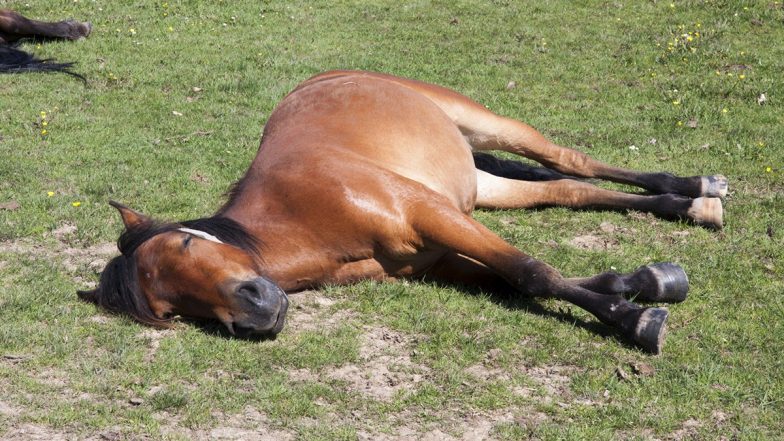 Viral Photo of Female Horse Sugar Lying Down Perfectly Sums Up Everyone's Monday Morning Mood!