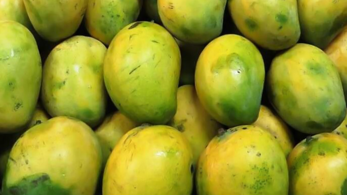 Mangoes and Their Names: This Mango Season in India, Here's a Selection ...