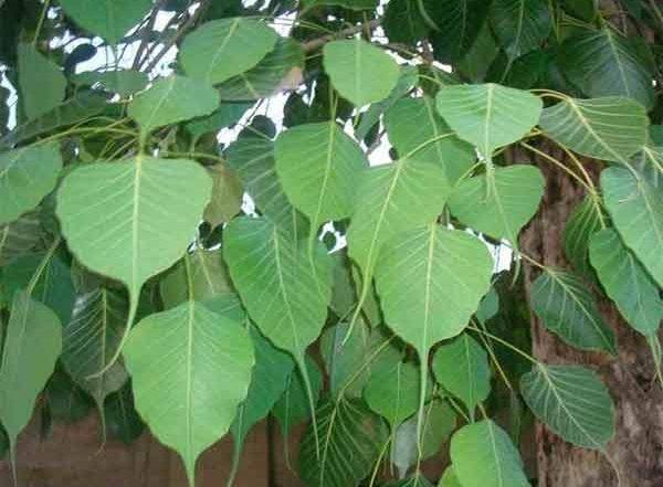Vat Purnima 2022: Men Aggrieved with Wives Worship Peepal Tree in Maharashtra, Seek Law Against Injustice They Face at Home