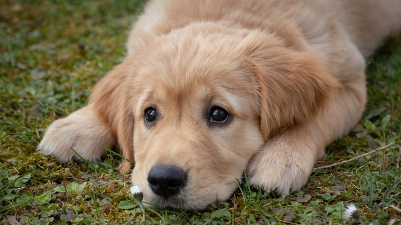 Goa Shocker: Assam Man Arrested by Verna Police for Stealing Puppy With Intention To ‘Eat Its Meat’