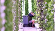 Lifestyle News | There is Room at the Top for All You Can Grow