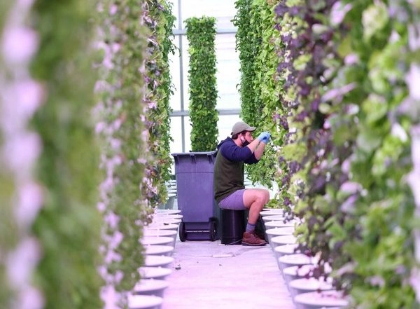 Lifestyle News | There is Room at the Top for All You Can Grow