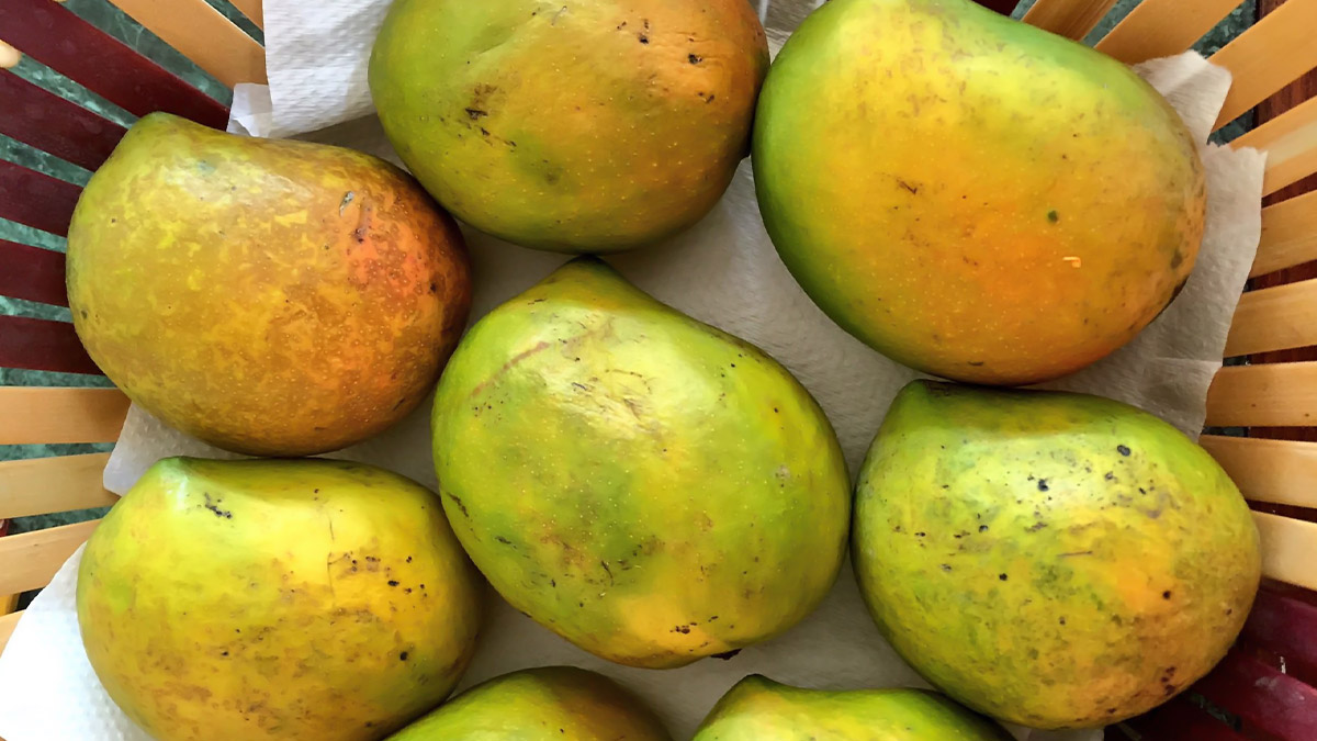 Mangoes and Their Names This Mango Season in India, Here's a Selection