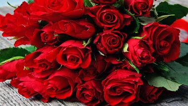 National Red Rose Day 2022: From Skin Hydration to Combating Symptoms of Piles, 5 Skin and Health Benefits of Red Rose
