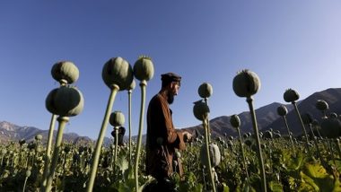 World News | Poppy Cultivation Continues in Afghanistan Despite Ban