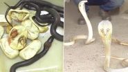 Kartik Sethi, Snake Helpline Member Rescues 28 Snake Eggs and 47 Venomous Snakes in Odisha's Balasore