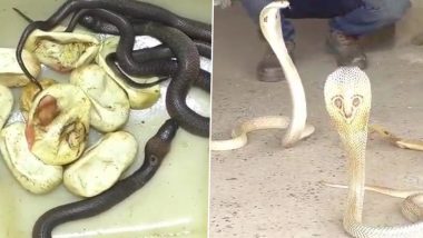 Kartik Sethi, Snake Helpline Member Rescues 28 Snake Eggs and 47 Venomous Snakes in Odisha's Balasore