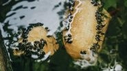 Science News | Research Reveals Tadpoles Develop into Frogs, Experience Remarkable Amount of Visual Alterations