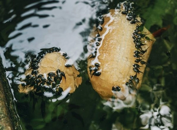 Science News | Research Reveals Tadpoles Develop into Frogs, Experience Remarkable Amount of Visual Alterations