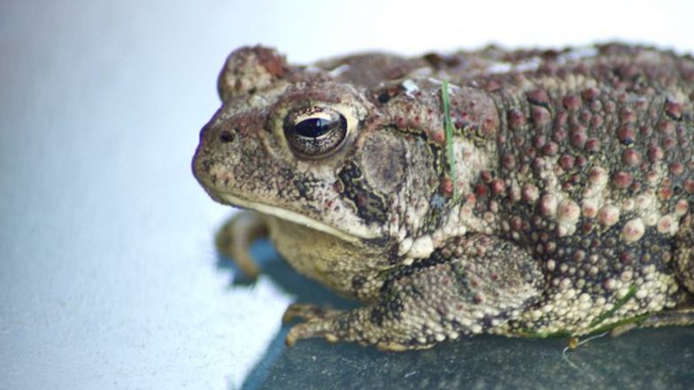 Toad Found Inside a Sealed Tub of Ice Cream? Here's a Fact Check of the Fake Rumour Going Viral