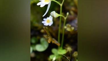 India News | Uttarakhand Forest Department Discovers Rare Carnivorous Plant; Gets Published in Journal of Japanese Botany
