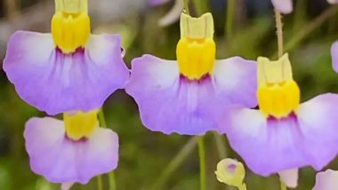 Utricularia Furcellata: Rare Carnivorous Plant Found for First Time in Western Himalayan Region