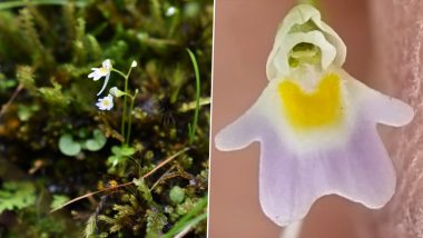 Uttarakhand Forest Department Discovers Rare Carnivorous Plant Utricularia Furcellata in Chamoli (See Pics)