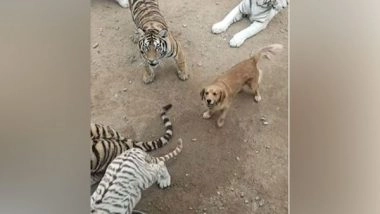 Entertainment News | Have You Ever Seen a Dog Roaming Among Tigers Fearlessly? See This Video