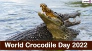 World Crocodile Day 2022 Date & Significance: Know Aim and Objective of the International Day Raising Awareness About the Giant Reptiles