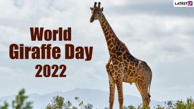 World Giraffe Day 2022: From Northern Giraffe to Masai Giraffe, Know About the Five Species of the Tallest Animal in the World!
