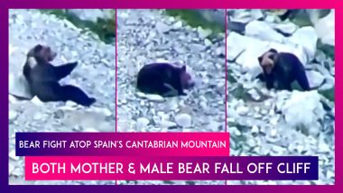 Bear Fight Atop Spain's Cantabrian Mountain Ends In Tragedy As Both Mother Bear & Male Bear Fall Off Cliff