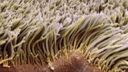 Science News | Diagnostic Devices Could Sustain Ability to Power 'Artificial Cilia': Study