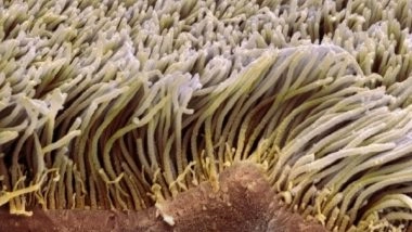 Science News | Diagnostic Devices Could Sustain Ability to Power 'Artificial Cilia': Study