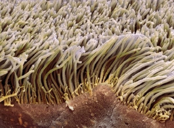 Science News | Diagnostic Devices Could Sustain Ability to Power 'Artificial Cilia': Study