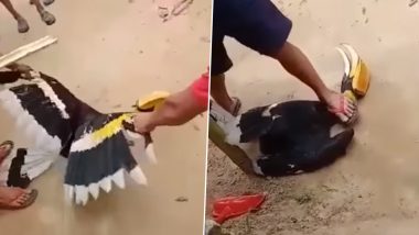 Shocking! Endangered Great Indian Hornbill Bird in Nagaland Brutally Tortured to Death in Viral Video, Three Persons Arrested