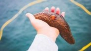 Science News | Do You Know Sea Cucumbers Can Teach Us About Self-defence? Study Reveals